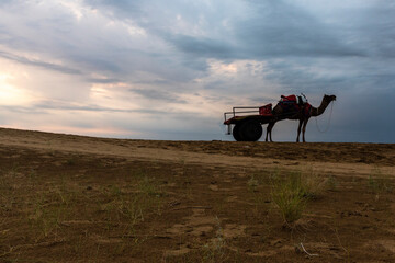 Camel cart at the Thar Desert on a stormy evening in Jaisalmer, Rajasthan, India.