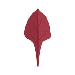 Beet Leaf - Bull's Blood. Vector cartoon illustration of Leafy vegetable. Healthy food simple flat icon.