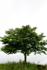 Obraz premium a cherry tree in May