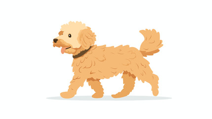 Labradoodle dog walking. Happy cute goldendoodle dogg