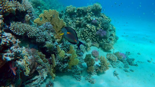 Beautiful coral reef of variety of multicolored hard corals in coral garden bordering sandy bottom, tropical fishes of different species swim around, Camera moving forwards above corals