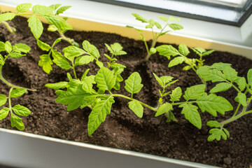 Houseplant tomato plant thriving in pot on window sill