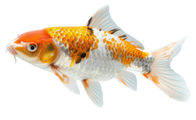 Ornamental koi fish with white and orange patterns isolated on transparent background