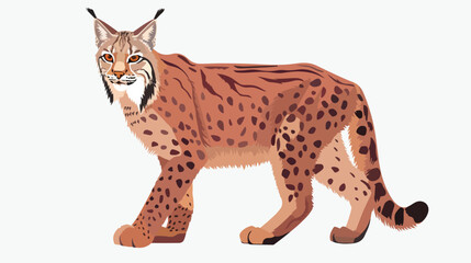 Lynx or bobcat isolated on white background. Portrait