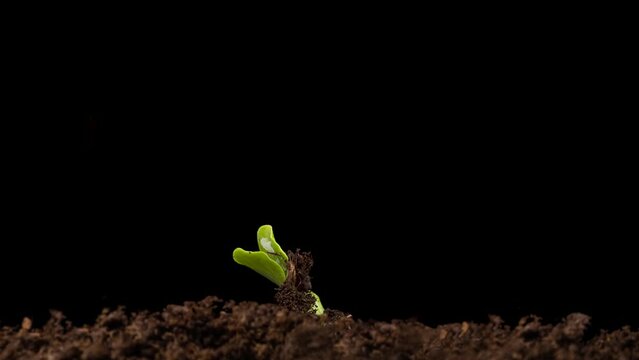 Growing plants in spring, timelapse. Sprouts germination newborn Cucumber. Green seedling