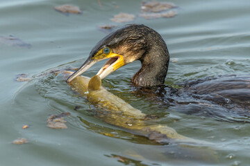 A large eel struggles to escape from a great cormorant (Phalacrocorax carbo).