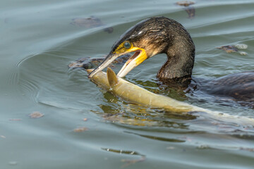 A large eel struggles to escape from a great cormorant (Phalacrocorax carbo).