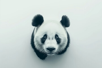 Aesthetic minimalism at its finest, with a detailed shot of a panda face against a pristine white canvas, captured in HD.