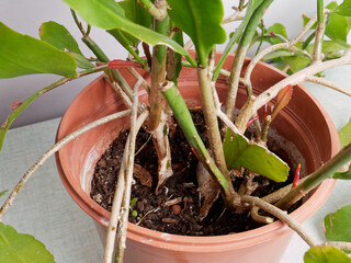 Epiphyllum Oxypetalum en pot (Reine de la nuit ou berceau de Moïse). Gros plan sur les tiges