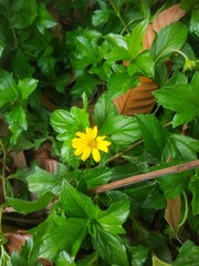 sunflower in the garden