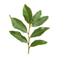 Fototapeta premium A branch of laurel isolated on white background. Fresh bay leaves. Branch of green laurel leaves