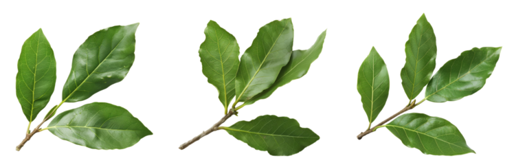 A branch of laurel isolated on white background. Fresh bay leaves. Branch of green laurel leaves