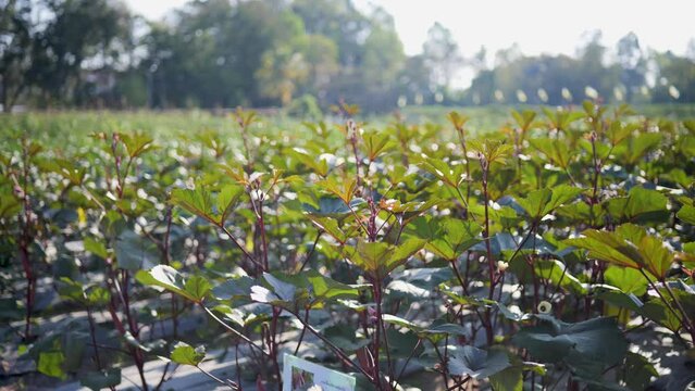 Jamaican sorel, tropical fruit. Can eat.