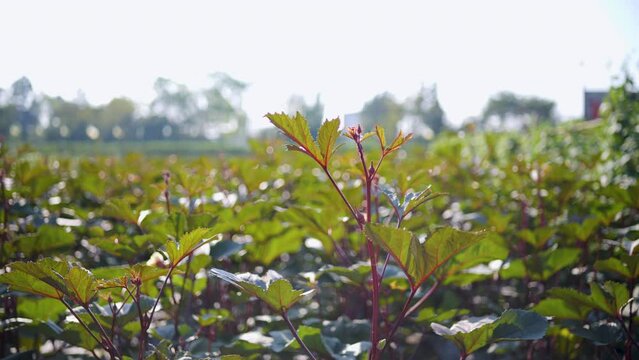 Jamaican sorel, tropical fruit. Can eat.