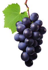 Fototapeta premium black grape dark blue grape isolated on white background. With clipping path. Full depth of field