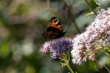 European Common Peacock butterfly (Aglais io, Inachis io) feeding on Summer Lilac flower