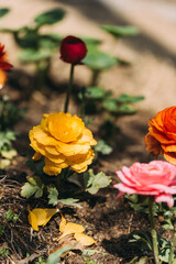 red and yellow roses
