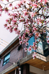 blossom tree