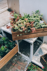 plant in the box