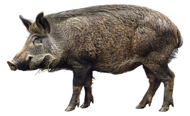 Majestic wild boar standing isolated on transparent background