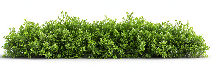 Hedges and grass in front of lawn on white background
 - obrazy, fototapety, plakaty