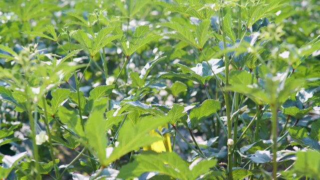 Jamaican sorel, tropical fruit. Can eat.