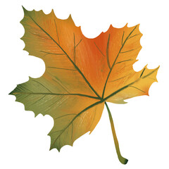 Png hand drawn maple element autumn leaf