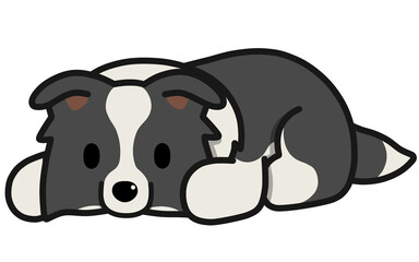 伏せをする垂れ耳のボーダーコリー(ブラックアンドホワイト)