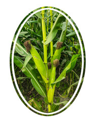 corn on a white background, a corn field with a circle that says corn. a corn field with a picture...