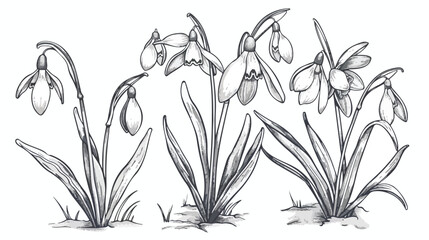 Outlined snowdrops first spring flowers drawn 
