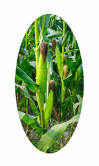 corn plants growing in a field, a corn field with a circle that says corn. a corn field with a...