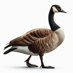 Image of isolated Canada goose against pure white background, ideal for presentations
