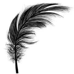 Png black feather design element © Rawpixel.com