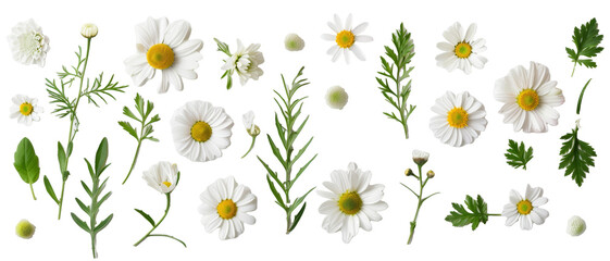 Set of buds, flowers, leaves and daisy flowers isolated on transparent background. cut flower elements, garden themed designs. Top view high quality PNG." design elements, top view / flat lay