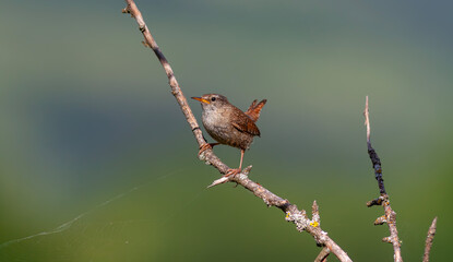 bird looking around  in woodland, Eurasian Wren, Troglodytes troglodytes	
