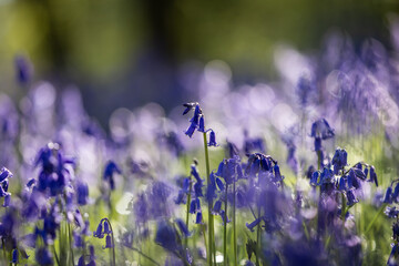 An abundance of bluebells in Sussex woodland, with morning light