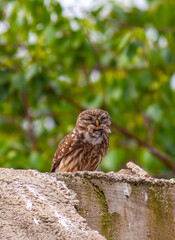 owl in its natural environment, Little Owl, Athene noctua	