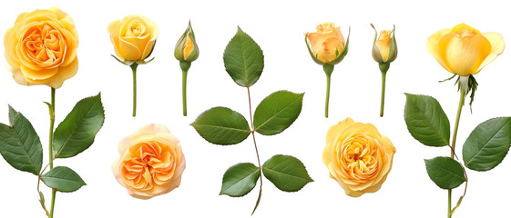 Set of buds, flowers, leaves and yellow rose flowers isolated on transparent background. cut flower elements, garden themed designs. Top view high quality PNG." design elements, top view / flat lay