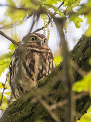 Littel OWL
