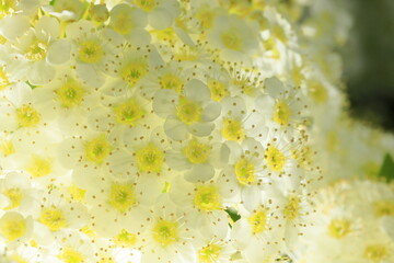 日本の春に咲くコデマリ