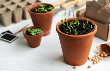 Pots with various vegetables seedlings.