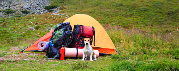 Dog camping. small dog sits near a tent with backpacks on a hike in the mountains. outdoor activities in nature with cute pet friend. long horizontal banner