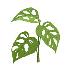 PNG monstera swiss cheese leaf sticker botanical illustration © Rawpixel.com