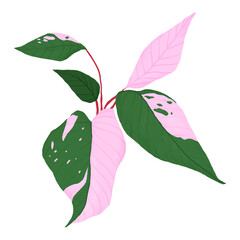Leaf PNG sticker pink princess philodendron botanical illustration © Rawpixel.com