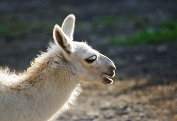 Obraz premium Portrait of a llama in the zoo.