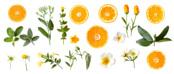 Set of buds, flowers, leaves and pink orange slices and orange tree flowers isolated on transparent background. cut flower elements, garden themed designs. Top view high quality PNG." design elements,