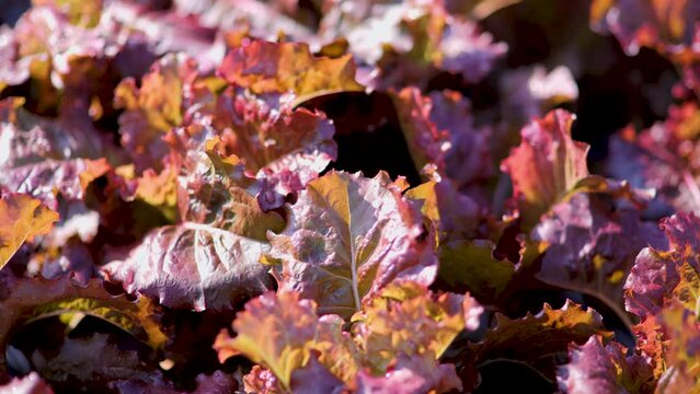 Red Leaf Lettuce, a ornamental and edible vegetable.