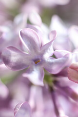 Beautiful lilac flowers on a white background. Shallow depth of field