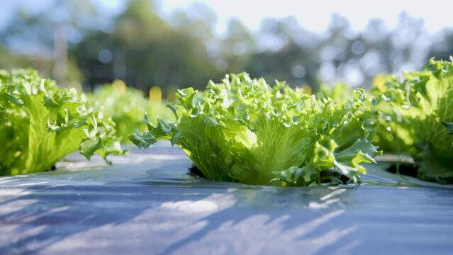 Salad vegetables.Organic vegetable farm. Beautiful colors.