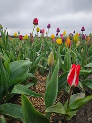 The beautiful and colorful tulip fields